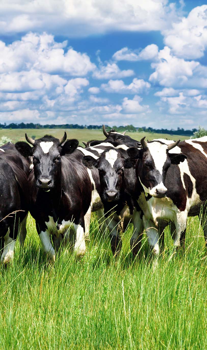 Take the video tour on the ZOO!