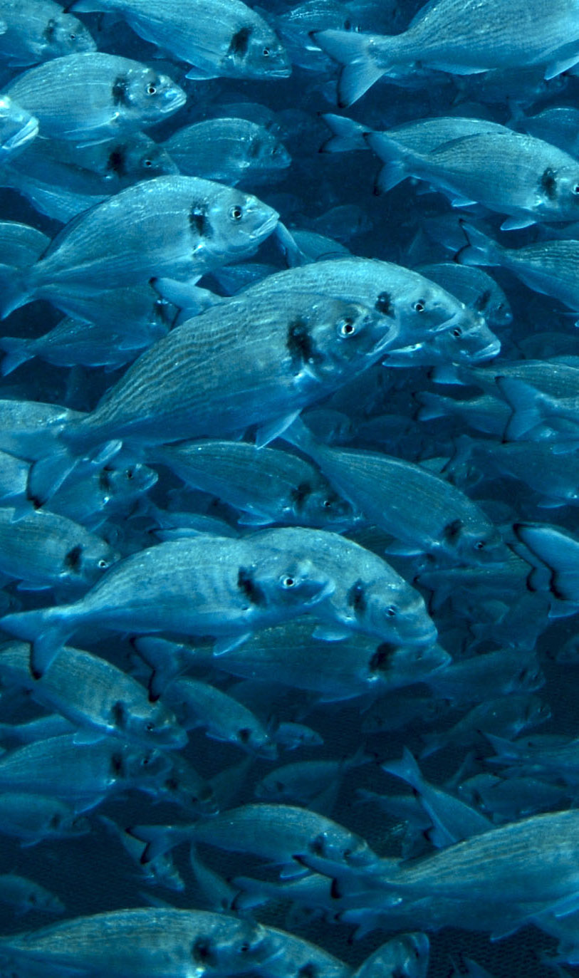 Take the video tour on the ZOO!