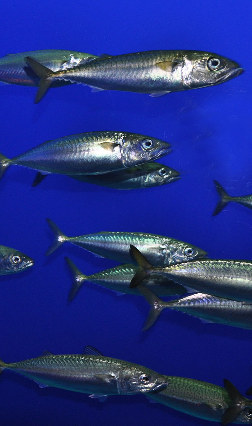 Take the video tour on the ZOO!