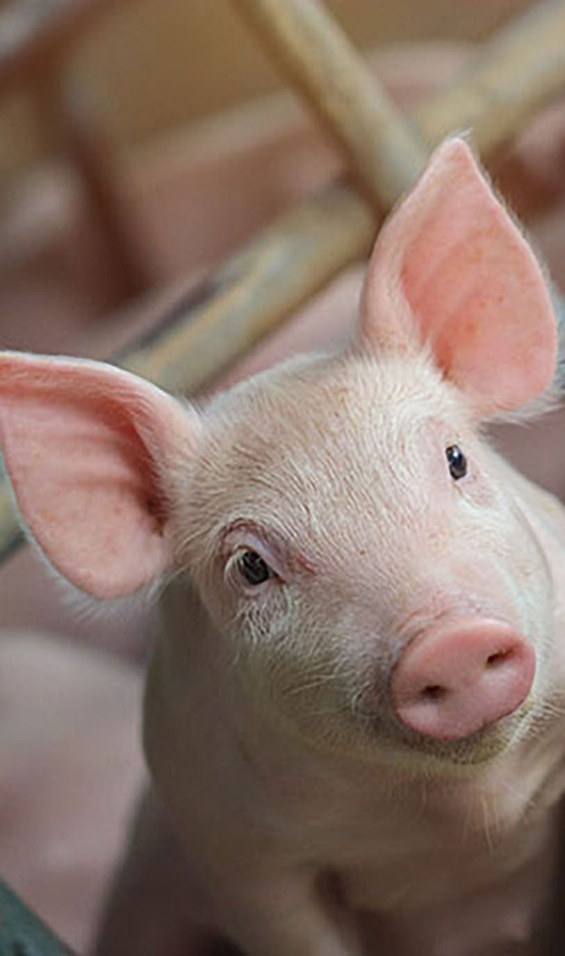 Take the video tour on the ZOO!