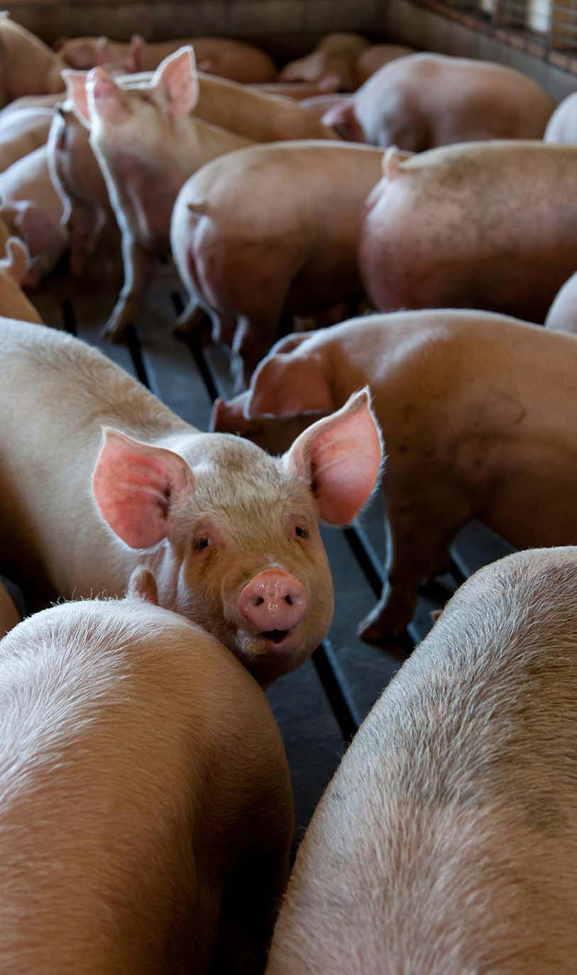 Take the video tour on the ZOO!