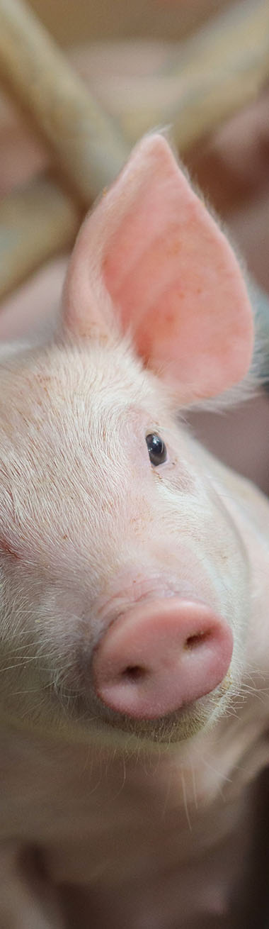 centa.swine1.jpg