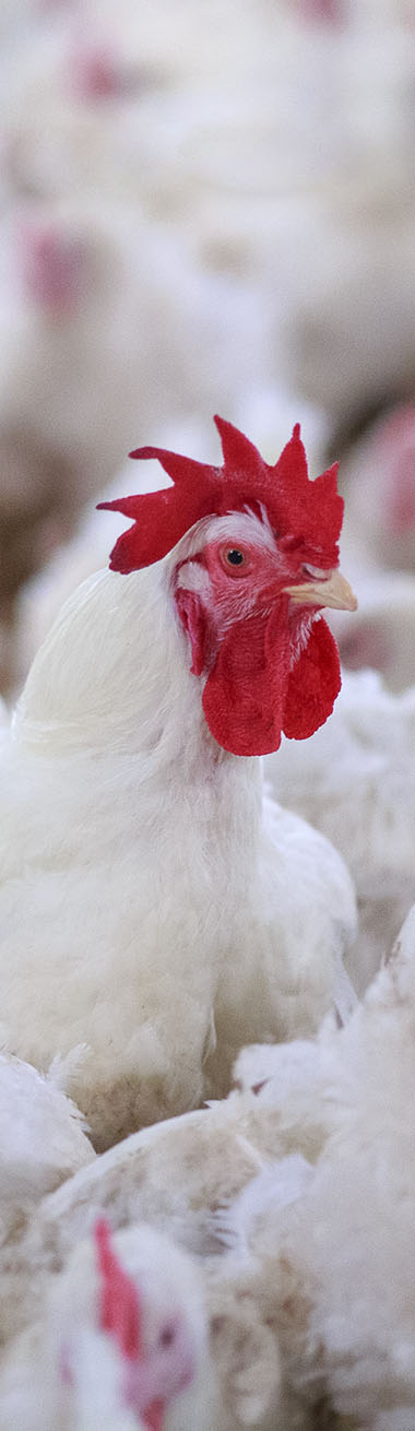 poultry.centafarm.jpg