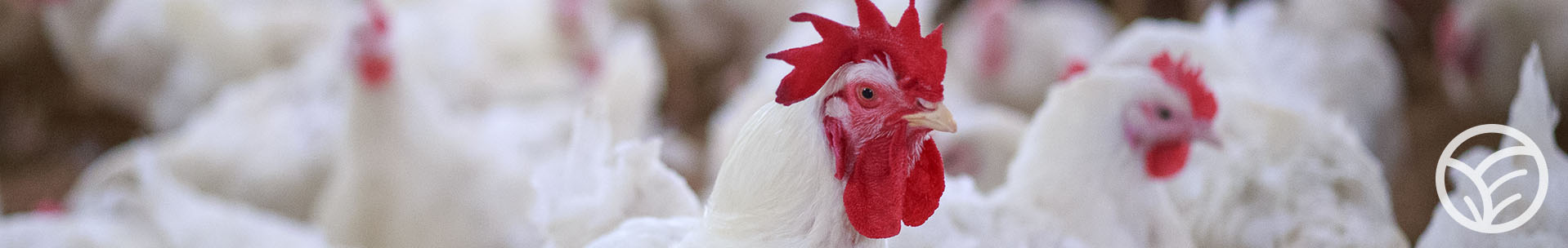 poultry.products.jpg