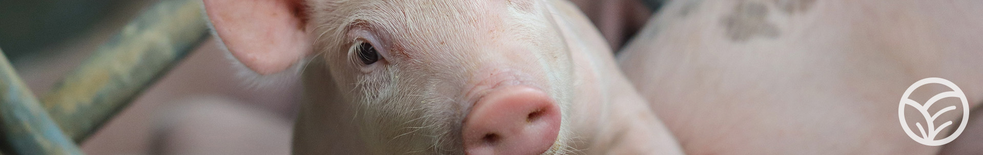 swine.products.jpg